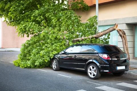Broken tree over a black car Stock Photos