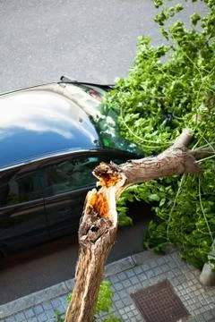 Broken tree over a car, after a wind storm. Stock Photos