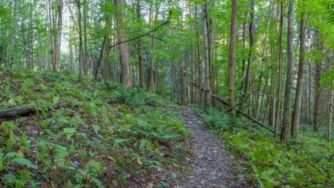 Broken Tree Panoramic Stock Photos