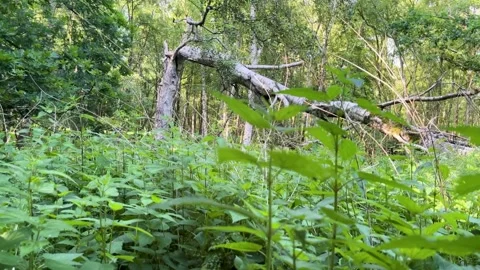 Broken tree in peaceful forest environment with lush green foliage 库存影片 311996005