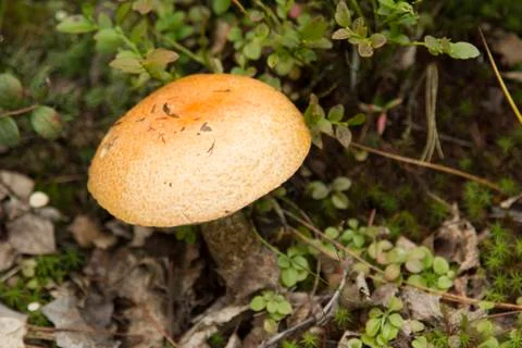 - broken tree 스톡 사진