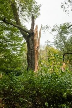 Broken tree Stock Photos
