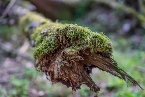Broken Tree Stock Photos