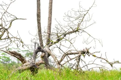 Broken tree Stock Photos