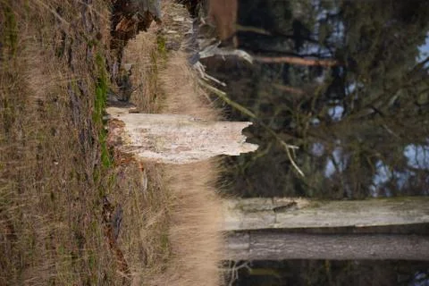 Broken tree Stock Photos