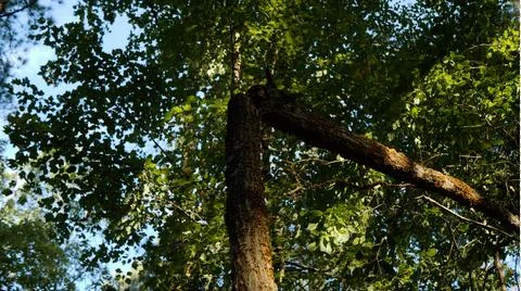 A Broken Tree Stock Photos