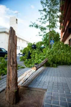 Broken tree Stock Photos