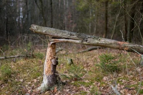 Broken tree Stock Photos