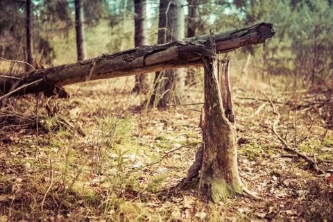 Broken tree Stock Photos