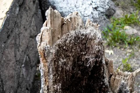 BROKEN TREE Foto stock