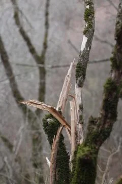 Broken Tree Stockfoto's