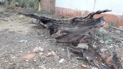 Broken tree Stock Photos