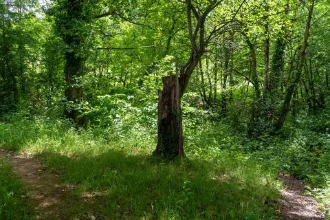 Broken tree Stock Photos