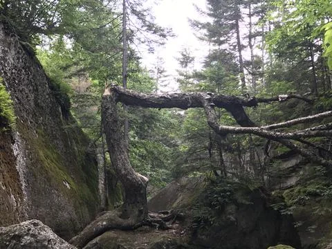 Broken Tree 스톡 사진