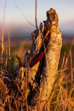 Broken tree Foto stock