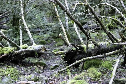 Broken tree Stock Photos