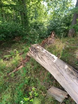 Broken tree as a result of a storm. strong wind broke the tree 스톡 사진