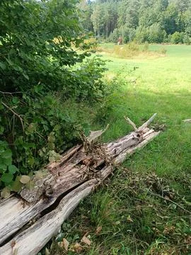 Broken tree as a result of a storm. strong wind broke the tree Stock Photos