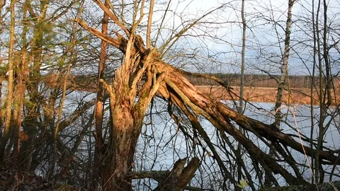 Broken tree on the river bank Stock Footage 118903356