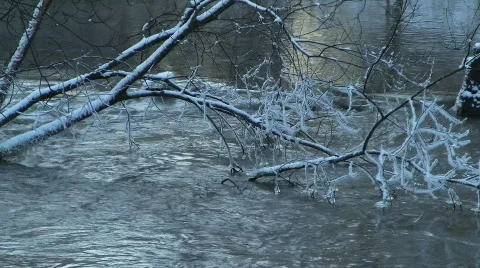 Broken tree in river Stock Footage 585428