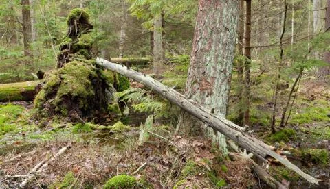 Broken tree roots partly declined inside coniferous stand Stock Photos