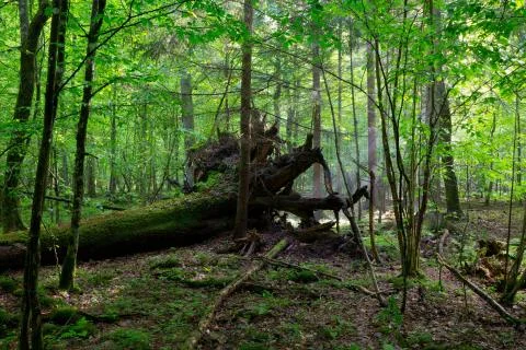 Broken tree roots partly declined Stock Photos