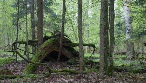 Broken tree roots partly declined against forest background Stock Photos