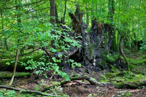 Broken tree roots partly declined against fresh green deciduous stand in mist Stock Photos