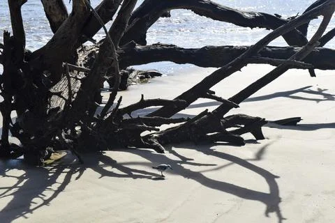 Broken tree in the sand Stock Photos