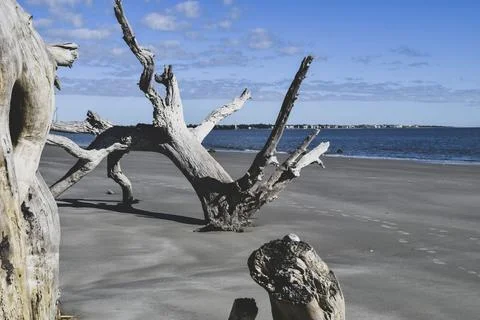 Broken tree in the sand Stock Photos