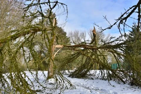 Broken tree from severe winter snow storm at the local park in Redmond, WA Stock Photos