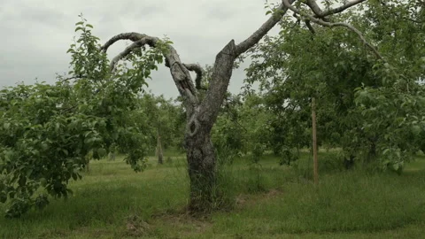 Broken tree slow motion Video stock 246342143