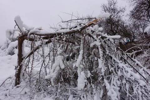 Broken tree in the snow. Stock Photos