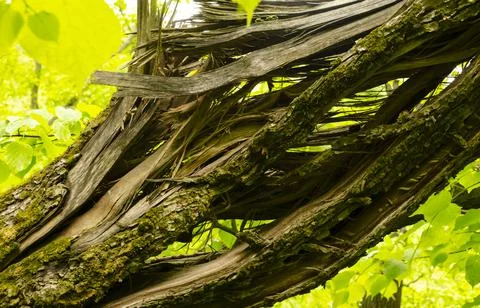 Broken tree stem after passed heavy win force Stock Photos