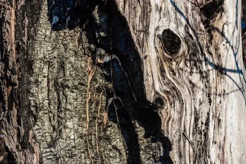 Broken tree storm Foto stock