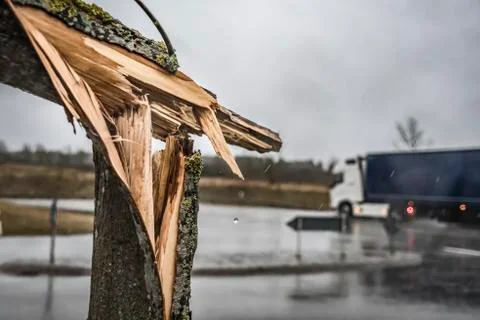 Broken tree on street Stock Photos
