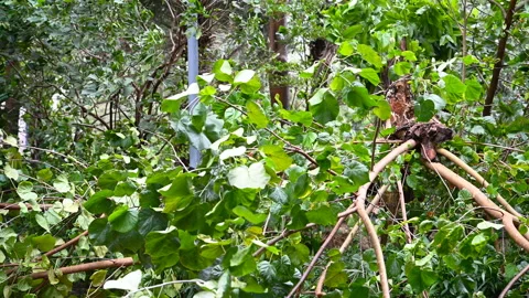 Broken tree in a strong storm Stock Footage 137630776