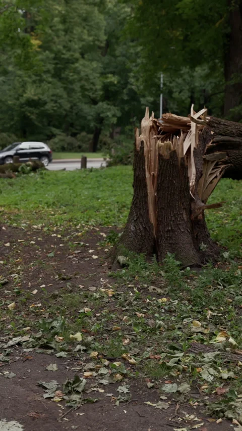 Broken tree stump and scattered branches beside park path after strong wind Stock Footage 345373678