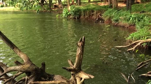Broken Tree Stump Beside Green Park Lake Stock Footage 335567591