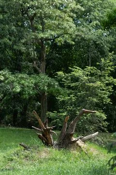 Broken tree stump on a green grass hill in a summer forest clearing Stock Photos