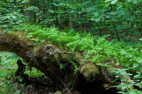 Broken tree stump moss covered and ferns layer above Stock Photos