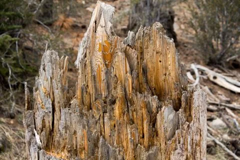 Broken Tree Stump Stock Photos