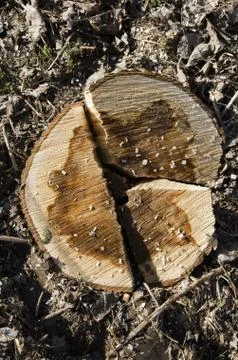 Broken tree stump Stock Photos