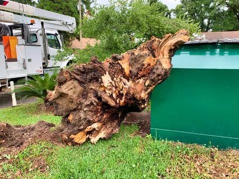 Broken tree stump Stock Photos