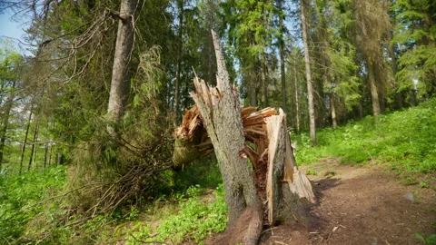 Broken Tree Stump in a Sunlit Norwegian Forest Clearing Stock Footage 336375903