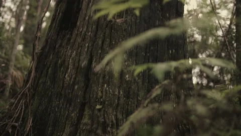 Broken Tree Stump - Tilt up Stock Footage 145887241