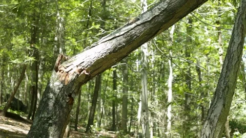 Broken Tree in Summer Forest Video stock 301573209