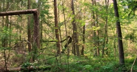 A broken tree in a sunny forest in summer. Stock Footage 247138783