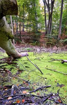At the broken tree in the swamp at the forest. Foto stock