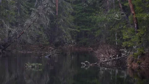 The broken tree is swinging in the water Stock Footage 280999274
